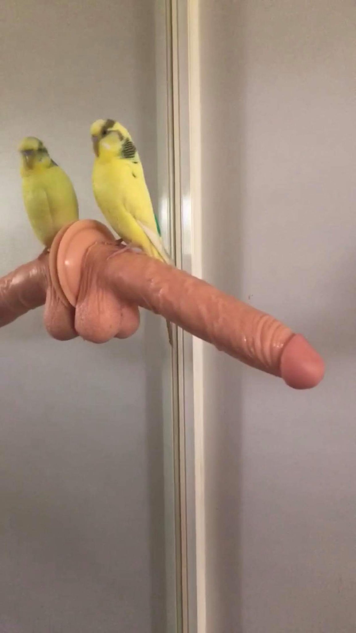 The meme features a picture of a parrot's beak, but instead of a beak, it's a giant, erect penis. The image is captioned "I just got a new parrot".
